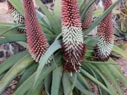 Aloe speciosa abundance