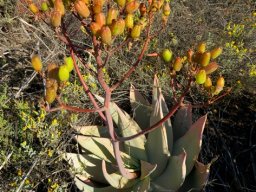 Aloe striata many fruits