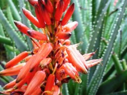 Aloe succotrina and the Yemen island, Socotra