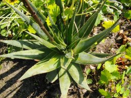 Aloe succotrina