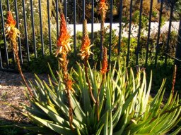 Aloe succotrina flowering suspect colour