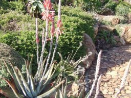 Aloe suprafoliata