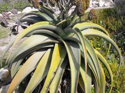 Aloe thraskii fruit capsules