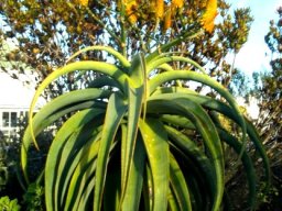 Aloe thraskii in classic shape