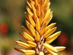 Aloe vanbalenii raceme