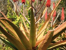 Aloe flowers