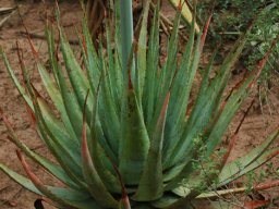 Aloe pretoriensis leaf rosette
