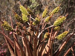 Aloe marlothii showing fruit capsules