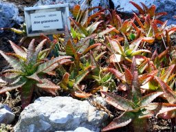 Aloe graminicola indigenous in Kenya
