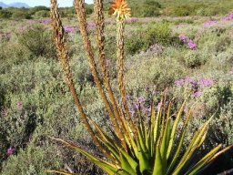 Aloe lineata var. muirii last flowers