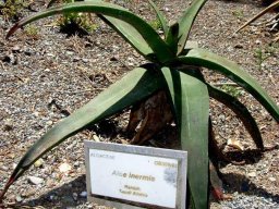 Aloe inermis from Saudi Arabia