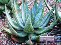 Aloe aculeata in the Royal Botanical Gardens in Sydney, Australia