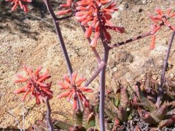 Aloe grandidentata
