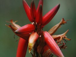 Aloe flower