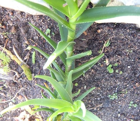 Aloiampelos decumbens