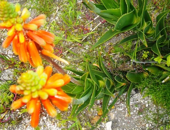 Aloiampelos juddii
