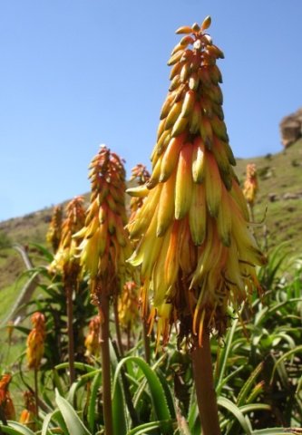 Aloiampelos striatula var. striatula