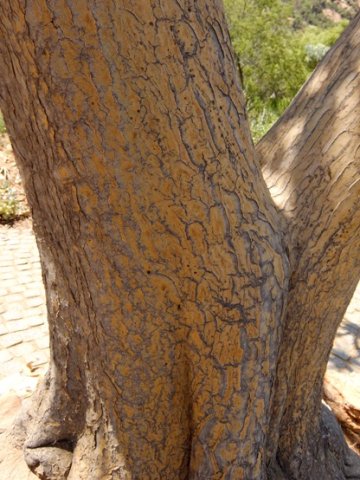 Aloidendron barberae stem base