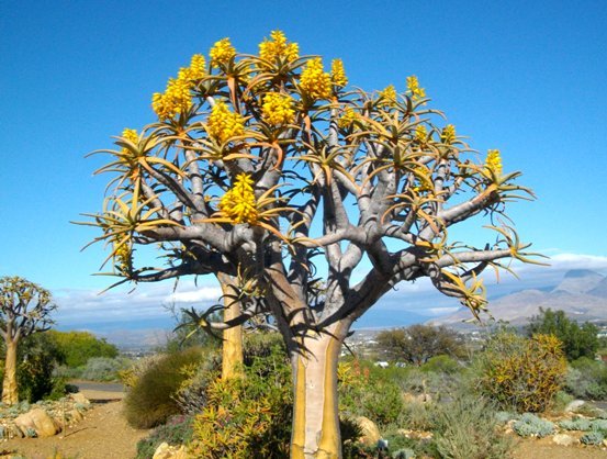 Aloidendron dichotomum