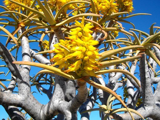 Aloidendron dichotomum flowers