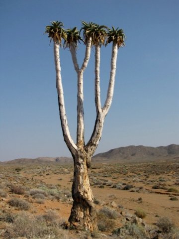 Aloidendron pillansii