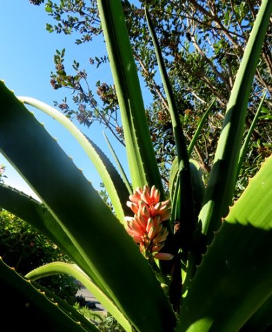 Aloidendron barberae