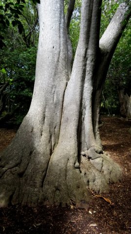 Aloidendron barberae trunk lower branches