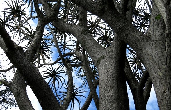 Aloidendron barberae branches