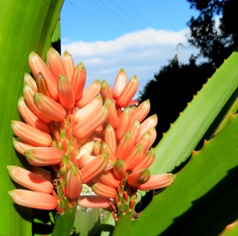 Aloidendron barberae flowers