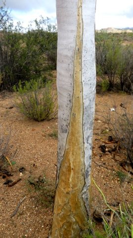 Aloidendron dichotomum bursting a seam