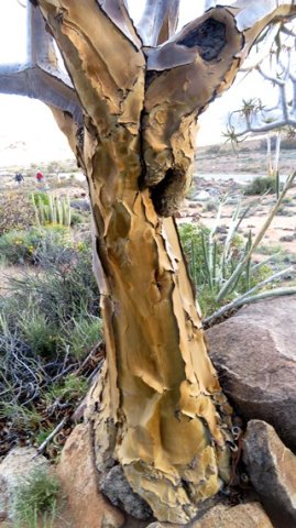 Aloidendron dichotomum stem