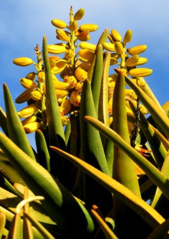 Aloidendron dichotomum flowers
