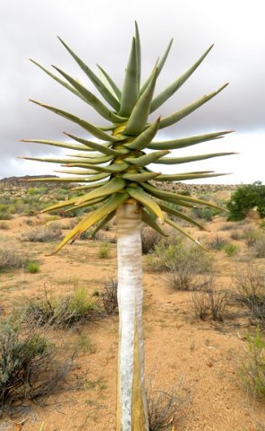 Aloidendron dichotomum, a proud moment