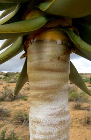 Aloidendron dichotomum providing refuge