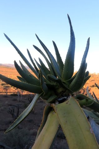 Aloidendron dichotomum damaged stem-tip