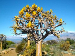 Aloidendron dichotomum