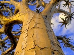 Aloidendron dichotomum bark