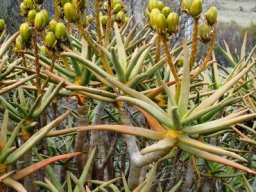 Aloidendron ramosissimum green fruit