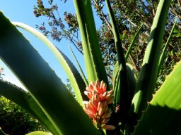 Aloidendron barberae