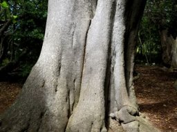 Aloidendron barberae trunk lower branches