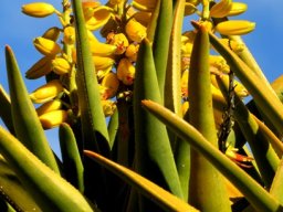 Aloidendron dichotomum flowers