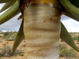 Aloidendron dichotomum providing refuge