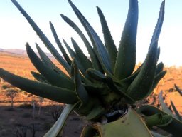 Aloidendron dichotomum damaged stem-tip