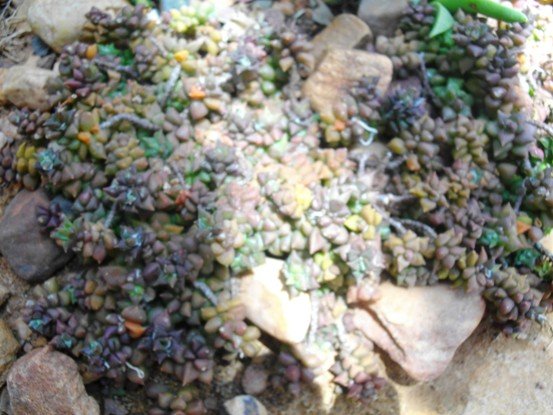Anacampseros arachnoides numerous leaves