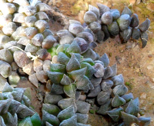 Anacampseros arachnoides heavy leaves