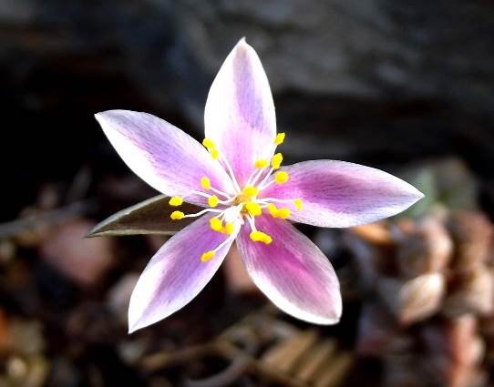 Anacampseros arachnoides flower