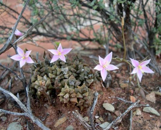 Anacampseros arachnoides flowering