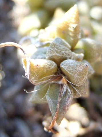 Anacampseros arachnoides cobwebby leaves