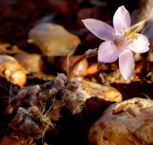 Anacampseros filamentosa subsp. filamentosa