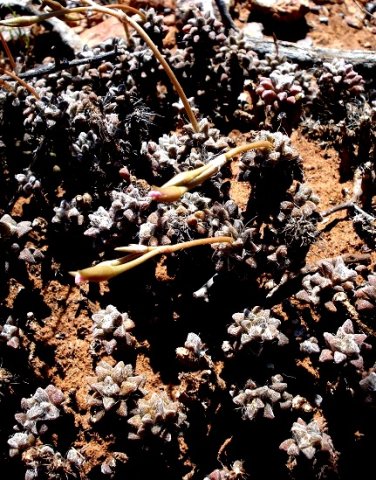 Anacampseros filamentosa subsp. filamentosa
